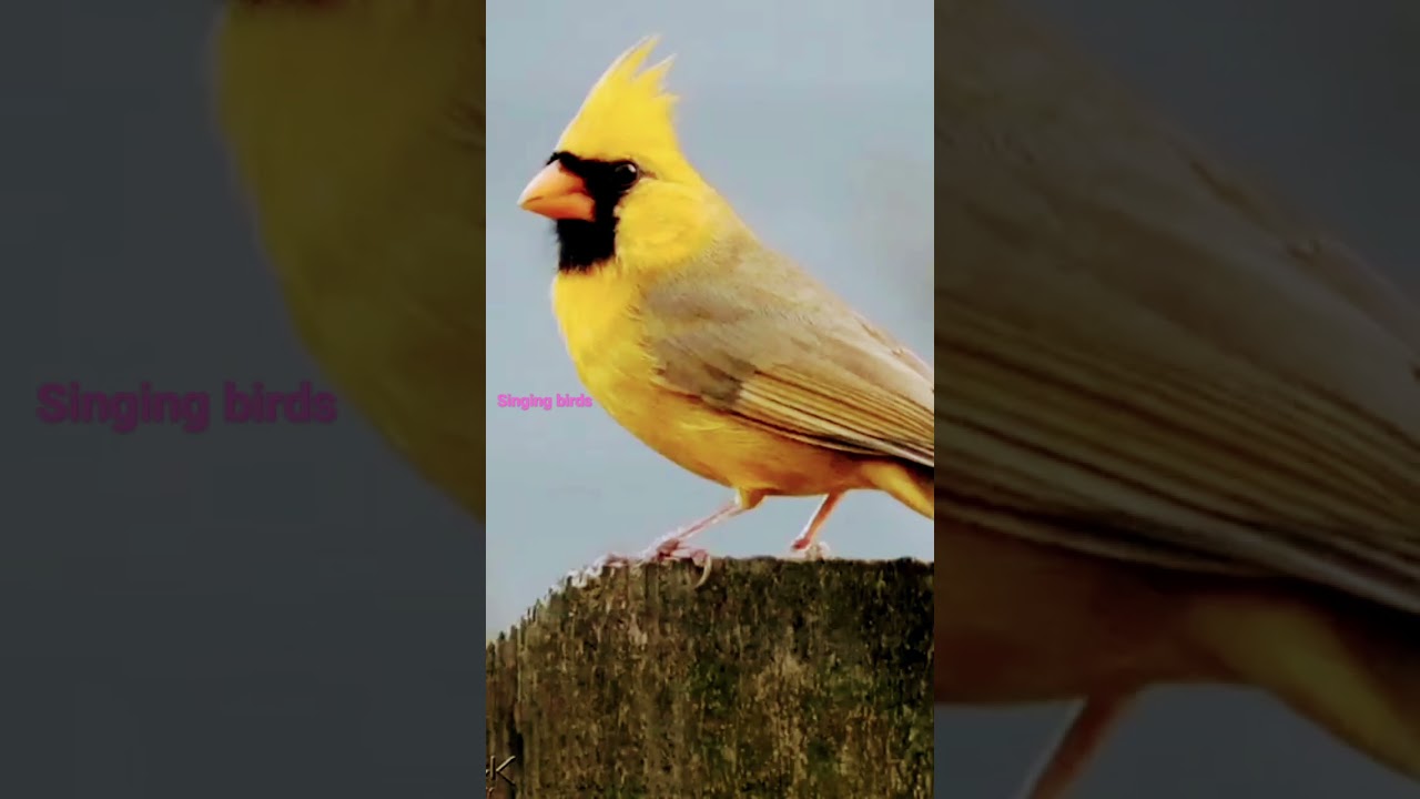 love birds singing birds birds sounds YouTube