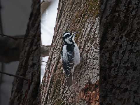 Foraging (female) - Downy Woodpecker (Picoides pubescens)