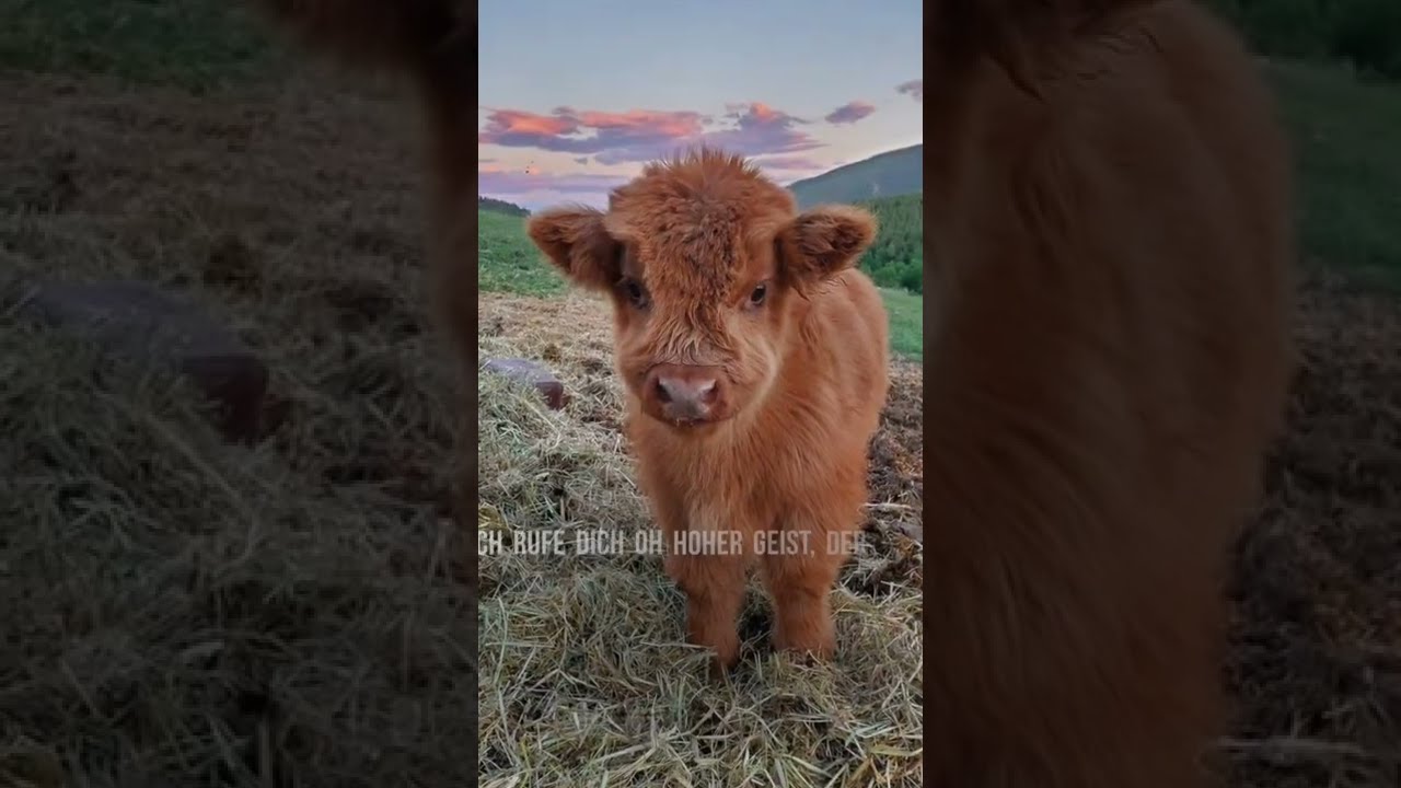 Gebet zur Vergebung des unfassbaren Tierleids auf Erden von Geistheiler