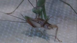 Praying Mantis Mauls a Cricket
