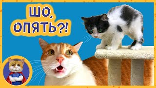 Спасенный котенок знакомится с нашими питомцами | Рыжик в шоке!