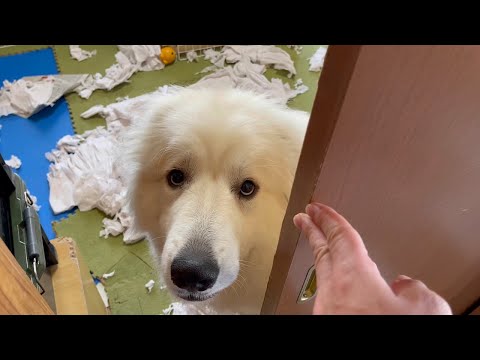 【レア】グレートピレニーズ【美品】 kei 様 三英 グレートピレニーズ レトロ 日本製アクリル70センチ