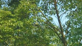 MOV00116小灰山椒20150503 0630拍攝於江西樟樹市昌傅鎮雙金園藝場--京家山非觀光生態園區