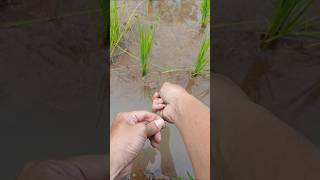 kakang ngurek lagi dapat belut #belut#mancing #kakangsyamil #fishing  #mancingmania #mancingbelut