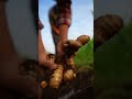 Experience the beauty of rural mornings #work #village #farming
