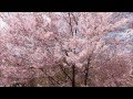 山桜 Wild Cherry Blossoms