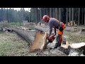 THE BEST YOUTUBE VIDEO FROM FOREST with Husqvarna 560XP best chainsaw