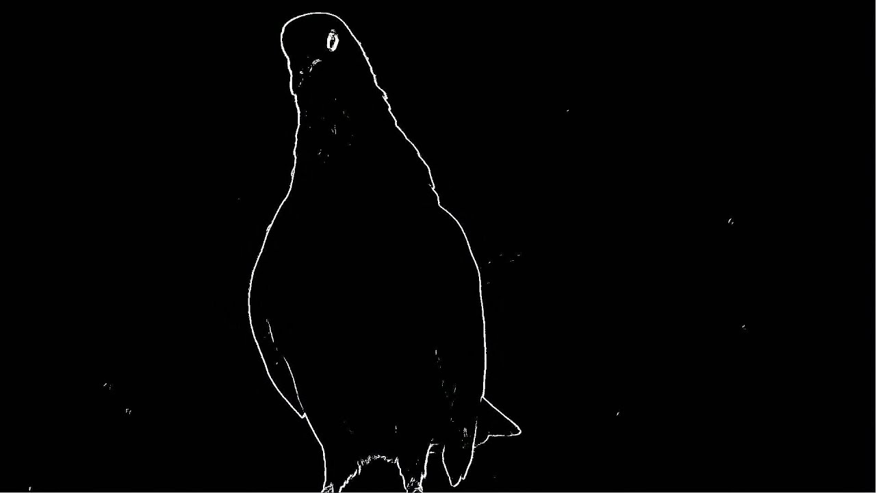 Black pigeon 
