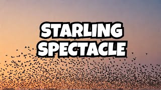 Starlings: When Many Become One: Murmuration