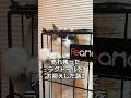 取り残された子猫をお迎えした話2
