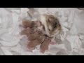 ロボロフスキーハムスターの赤ちゃん★生後０日から２９日までの記録 roborovski hamster baby　햄스터 가 아기를 낳았다.