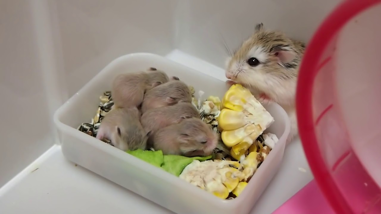 ロボロフスキーハムスターの赤ちゃん 生後０日から２９日までの記録 Roborovski Hamster Baby 햄스터 가 아기를 낳았다 Youtube