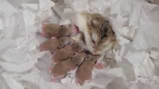 ロボロフスキーハムスターの赤ちゃん★生後日から日までの記録 roborovski hamster baby　햄스터 가 아기를 낳았다.