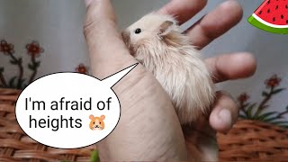 Let's play with creamy hamster and black hamster funny hamster video collection