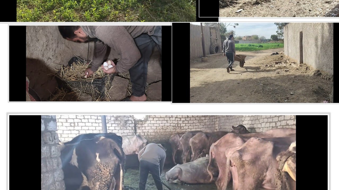 روتين يومي لرعاية الحيوانات في المزرعة | Daily farming animal care routine 