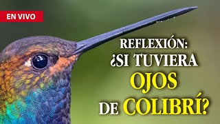 ¿Y si vieras la vida con 'ojos' de colibrí? Reflexión