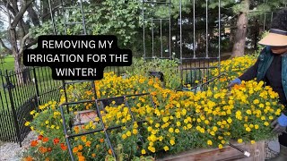 Removing my irrigation & olla’s for the winter!!!