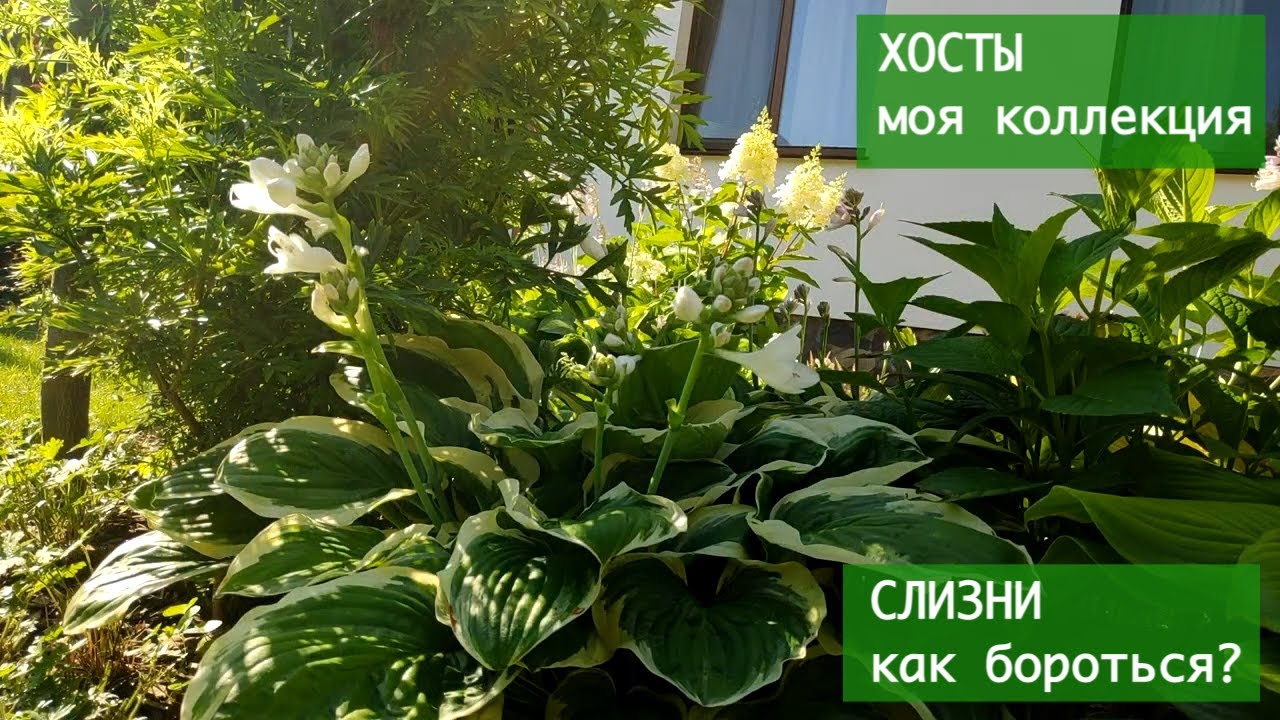 Хосты (лат. Hosta). Моя коллекция.