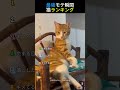 猫の最強モテ瞬間ランキング😻TOP6