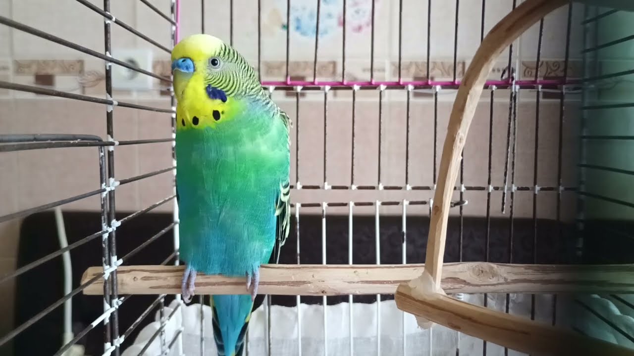 Sevgi Dolu 2 Saat! Kuşunuz Mutluluktan Uçacak, Yalnızlığı Unutacak 🐦 Muhabbet kuşu sesi