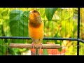 Canto dei Canarini La Melodia Perfetta per il Tuo Canarino