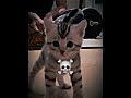 Tokyo Drift Cat Catvideos Cat Funny 