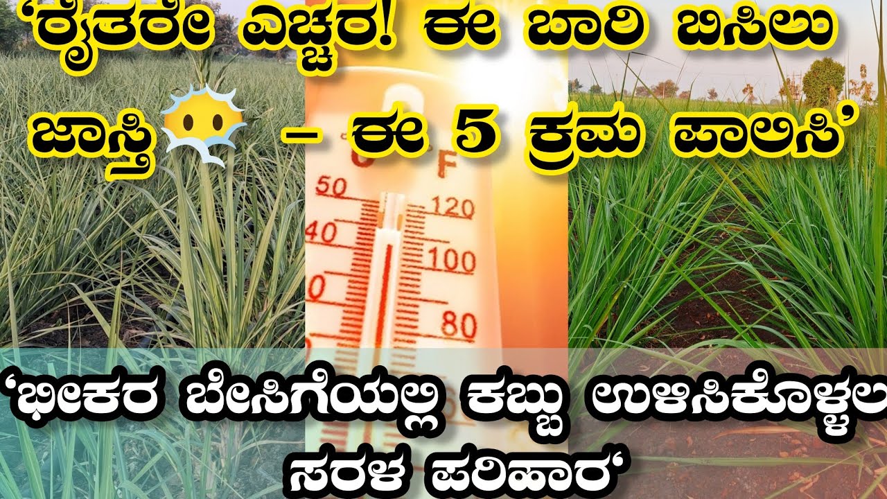 ಬೇಸಿಗೆಯಲ್ಲಿ ಕಬ್ಬಿನ ಇಳುವರಿ ಕುಸಿಯದಂತೆ ತಡೆಯಲು ಈ ಟಿಪ್ಸ್ ಪಾಲಿಸಿ | Sugarcane Farming Tips