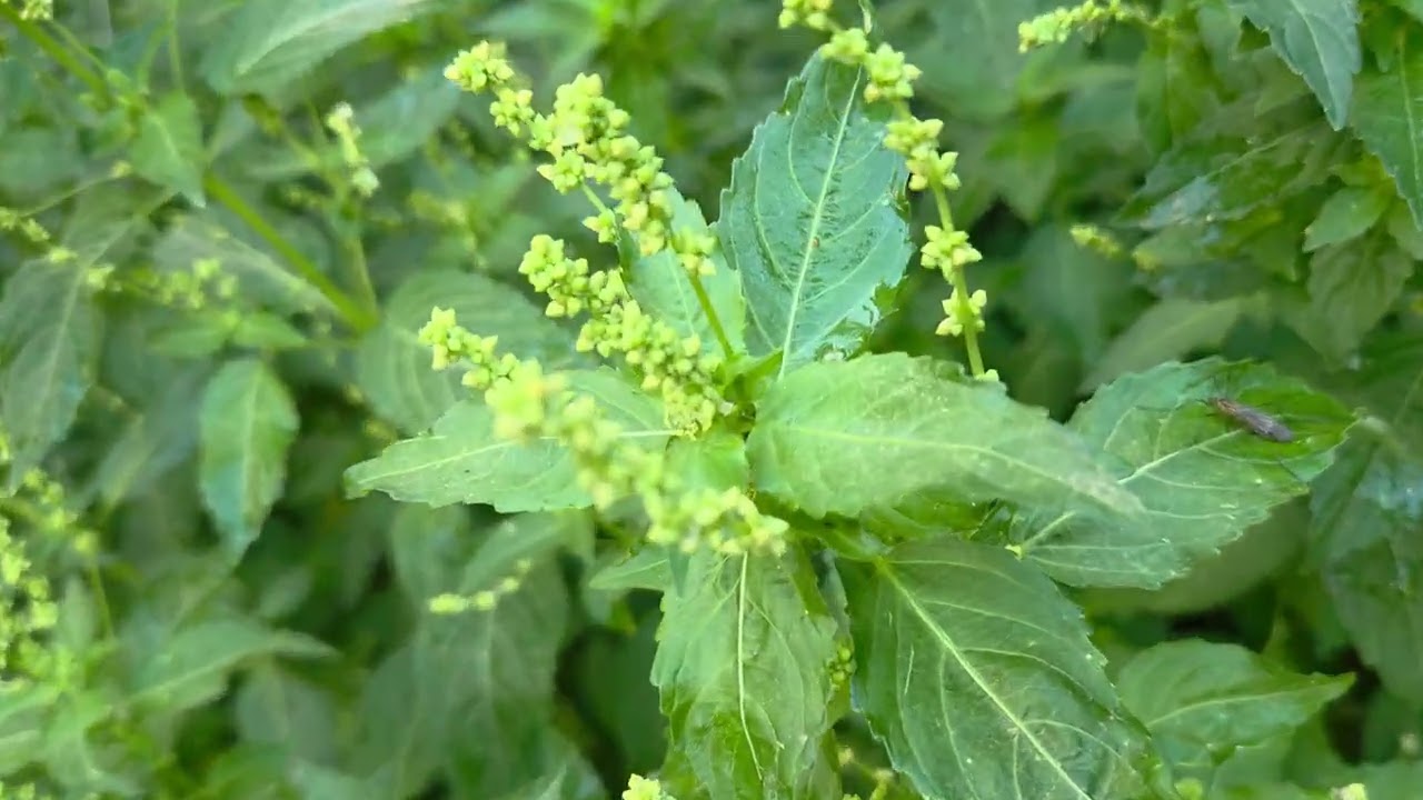 מרקולית מצויה פורחת Mercurialis annua