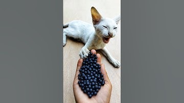 ASMR Reverse Beads — Satisfying Cat Magic#shorts #cat #beads #asmr #satisfyingvideo