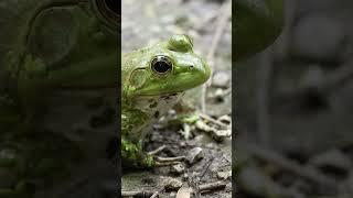 Wildlife Photography and Video with a Cheap Used Flagship Camera