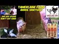 Tamerlaine Farm Animal Sanctuary VEGANTRAVEL#28