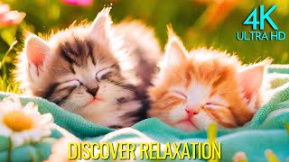 Adorable Kittens with Relaxing Music, Soothing and Calming Music for Stress Relief