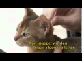 Video Image