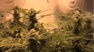 OMMPgrower Journal DAY 30