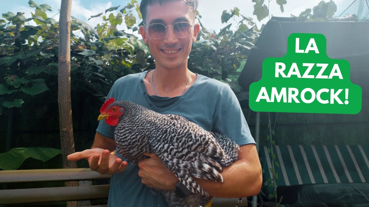 La Razza Amrock | Caratteristiche dei più eleganti avicoli