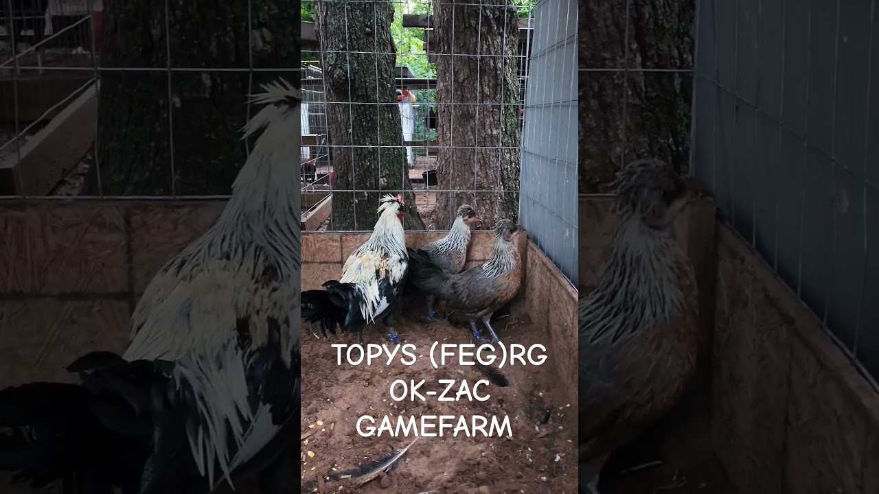 topys (FEG)de la casa RG OK-ZAC GAMEFARM SALUDOS SALUDOS