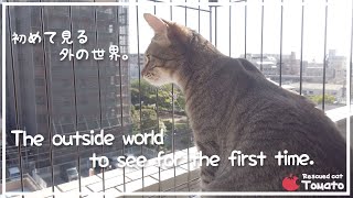 ベランダにケージを置いてみたらその先には…。 The outside world to see for the first time.