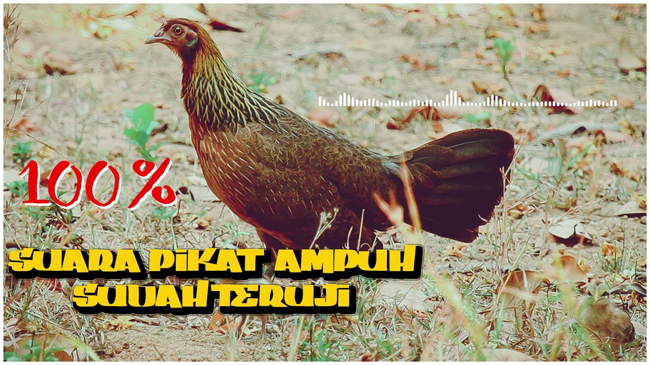 SUARA AYAM HUTAN COCOK UNTUK PEMANGGIL AYAM JANTAN DAN BETINA || Suara Pikat Ayam Hutan