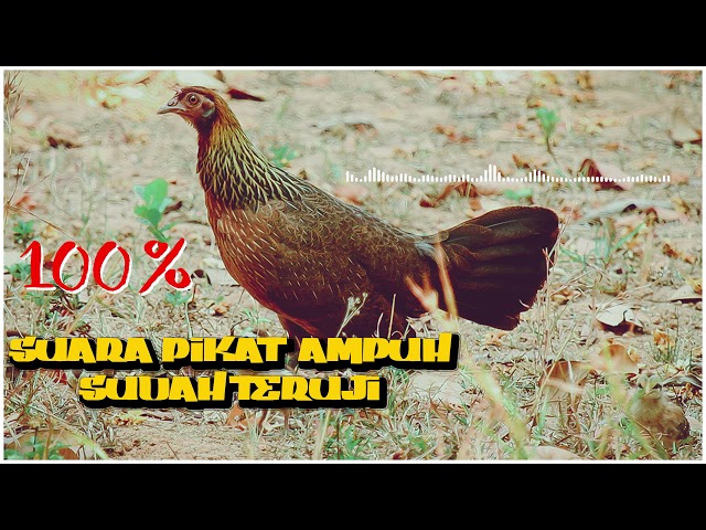 SUARA AYAM HUTAN COCOK UNTUK PEMANGGIL AYAM JANTAN DAN BETINA || Suara Pikat Ayam Hutan class=