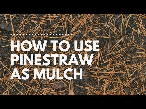 Comment Lay Pinestraw | Catherine Arensberg