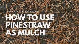 How to Lay Pinestraw | Catherine Arensberg