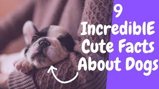 9 Incredibly Cute Facts About Dogs, Did You Know? by Somil facts corner 154 views 1 year ago 4 minutes, 53 seconds