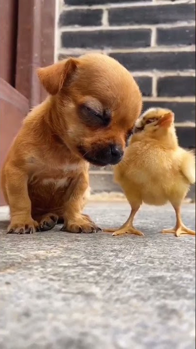 Persahabatan Ayam dan Anjing