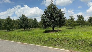 Beautiful durian orchard for sale in Rayong, located on a paved road with a 90-meter frontage. 📕 ... Beautiful durian orchard for sale in Rayong, located on a paved road with a 90-meter frontage. 📕 ...