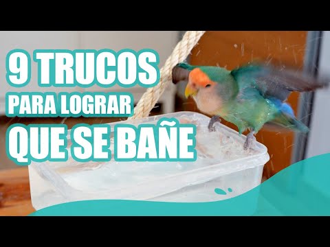 ¿A tu lorito