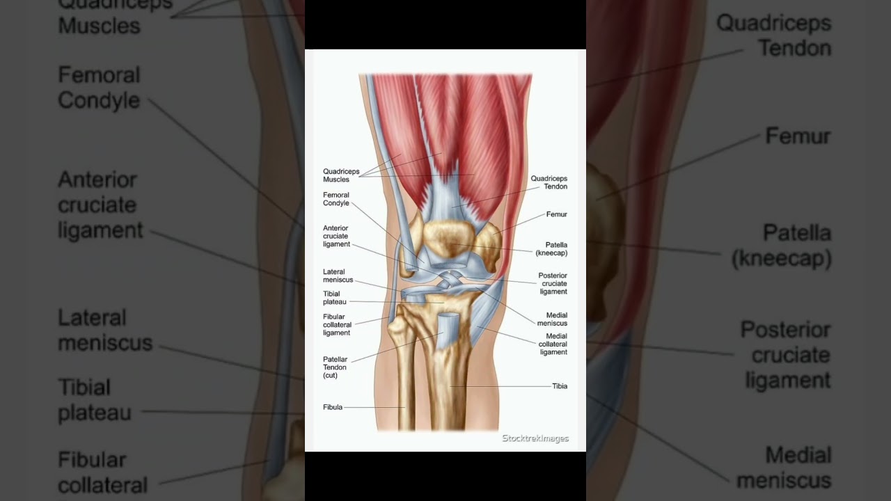knee joint anatomy