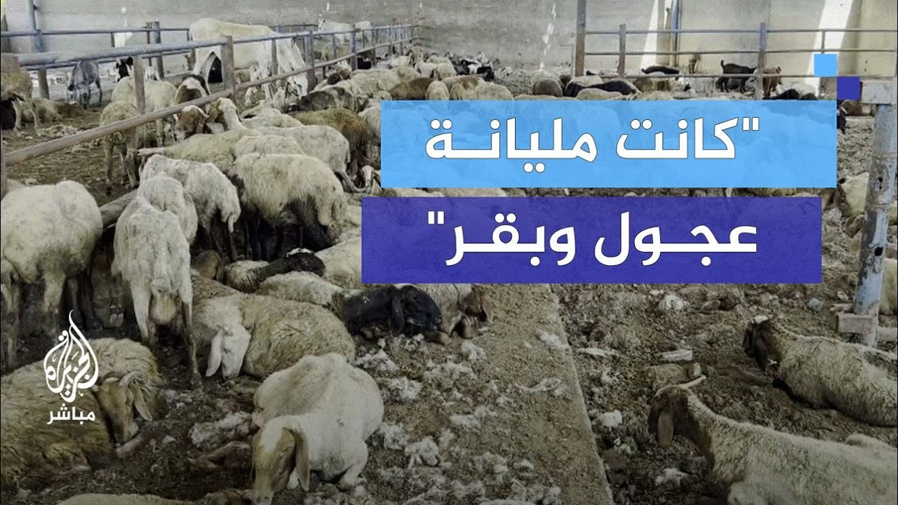 "غزة بلا أضاحٍ".. عام صعب على أهالي غـزة