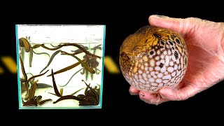WHAT IF 100 HUGE HUNGRY LEECHES SEES PUFFERFISH? TETRADON VS LEECHES