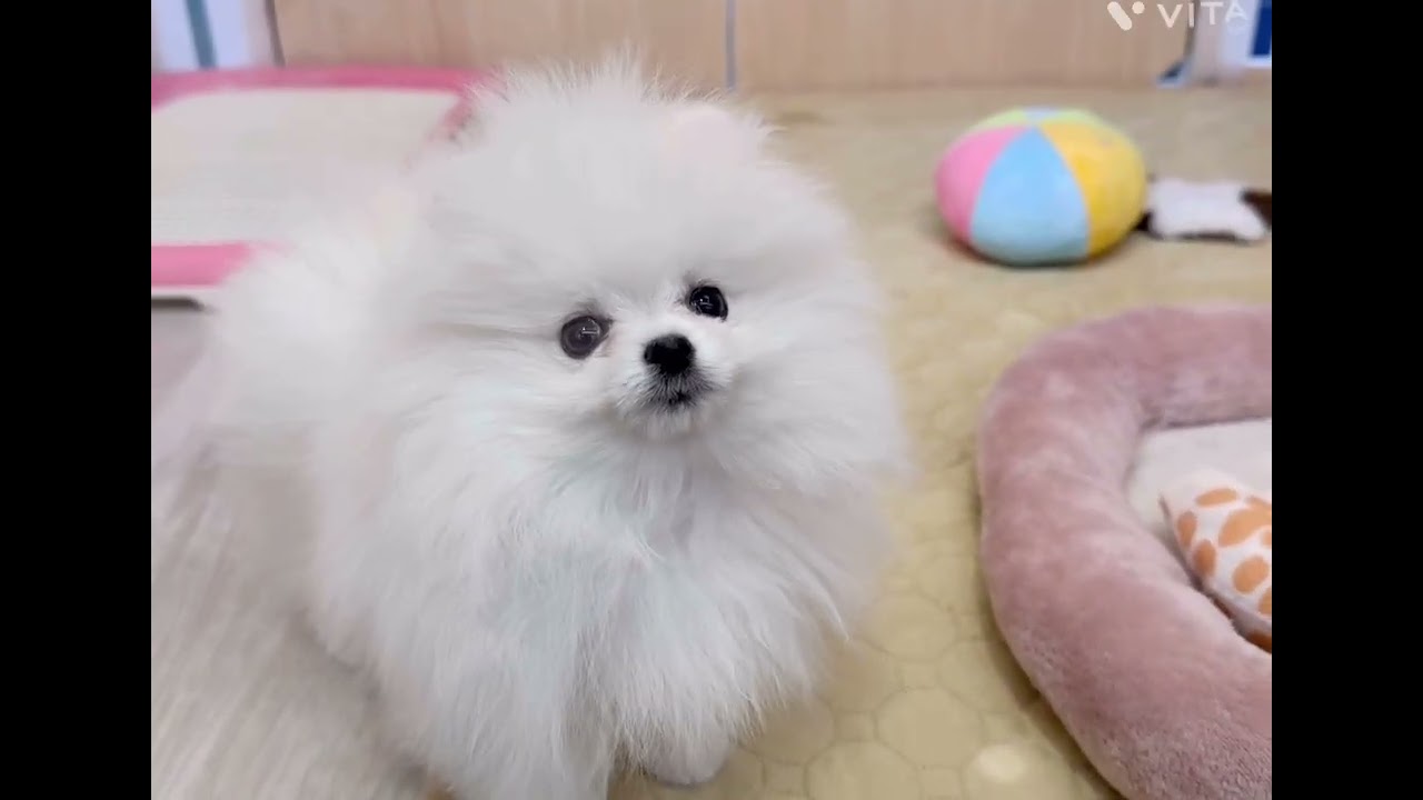 ポメラニアン | ペットショップ マルワン 小さめ子犬 美形な子猫