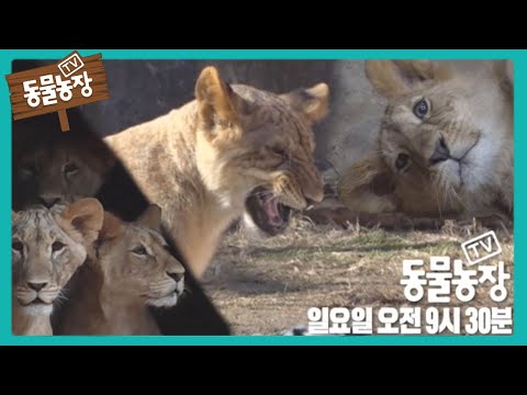 I TV동물농장 (<strong>Animal</strong> <strong>Farm</strong>) | SBS Story